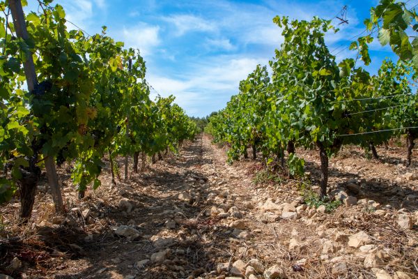 Vignoble des Peyrals de Château Haut-Blanville