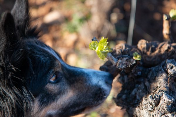 chien reniflant un bourgeon de vigne