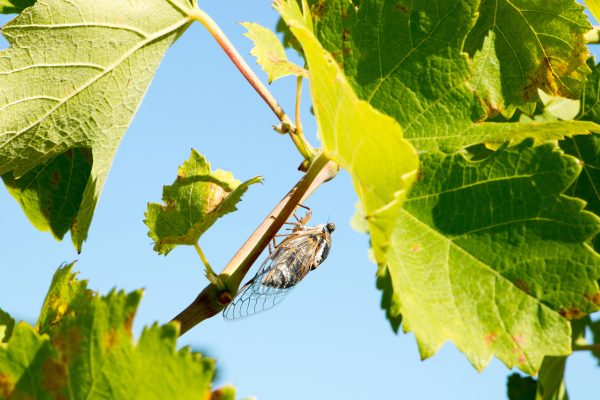 Cigale sur feuille de vigne