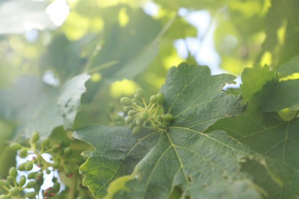 Grappes de vignes au printemps