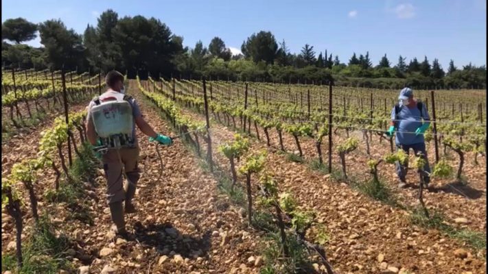 Traitement bio sur nos vignobles