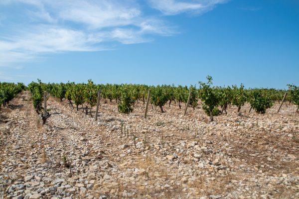 Vignes de Mourvèdre