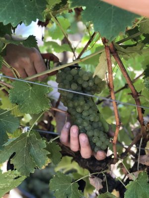 Viognier de Jardins des Légendes