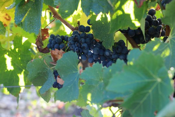 Vignes de Murmures