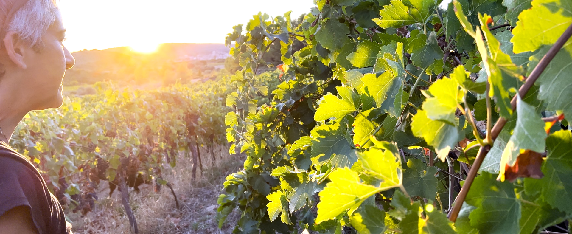 Domaine des 8 Lunes : Nouveau vignoble de la Maison Blanville