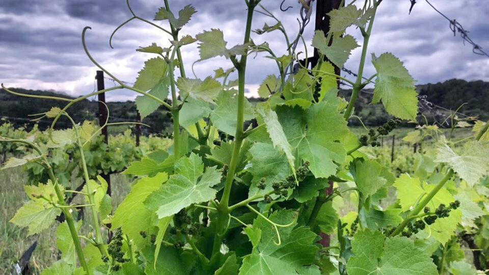 Sécheresse ou trop de pluie ? Le quotidien incertain des vignerons face au climat.