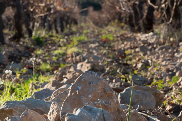 Terroir Calcaire Blanville